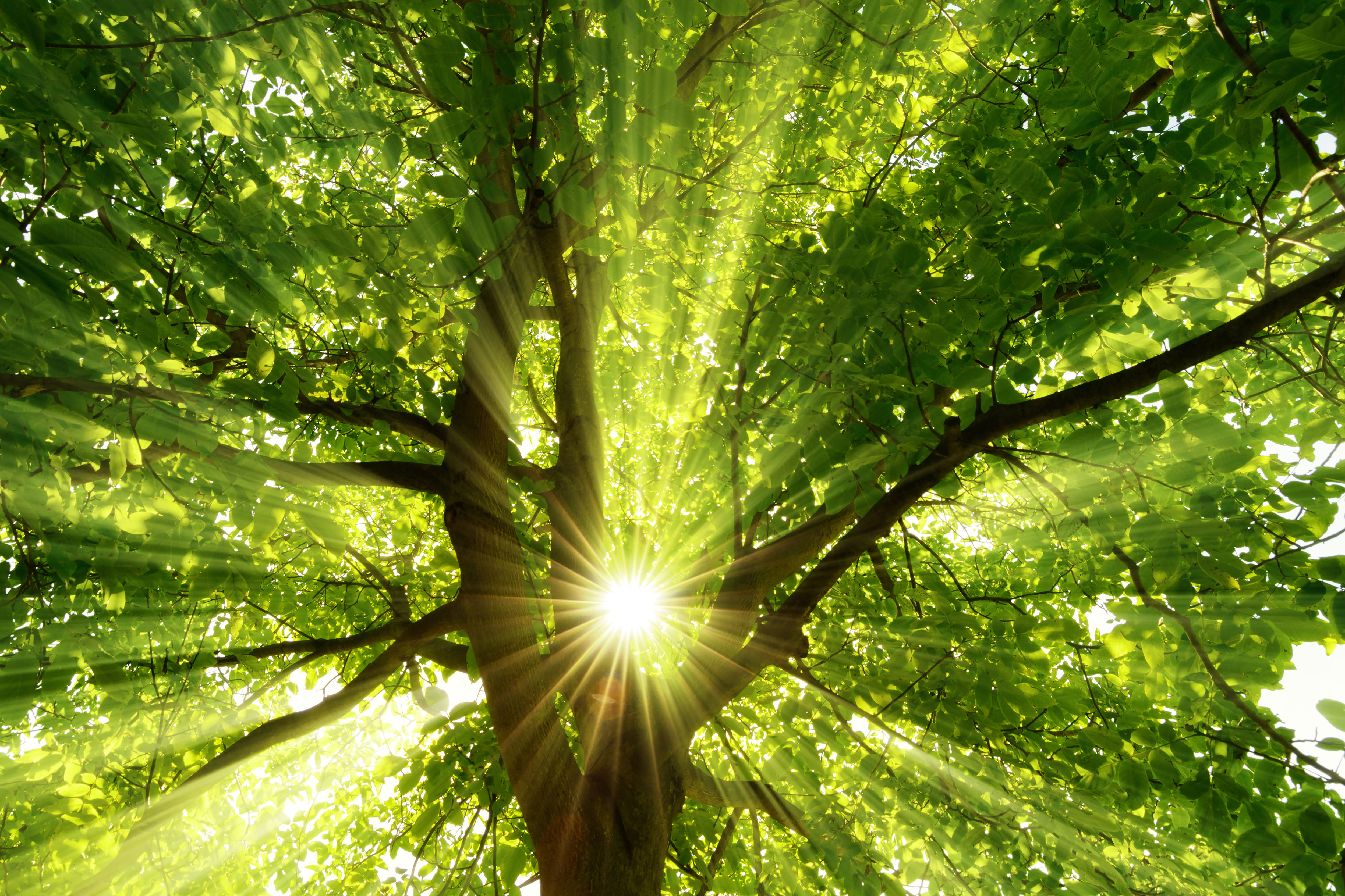 Natural Health and Healing, functional medicine, holistic medicine, corona virus information, lyme disease treatment
